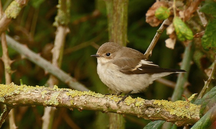 Pied Flycatcher