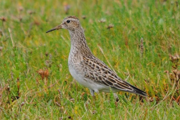 Pectoral Sandpiper