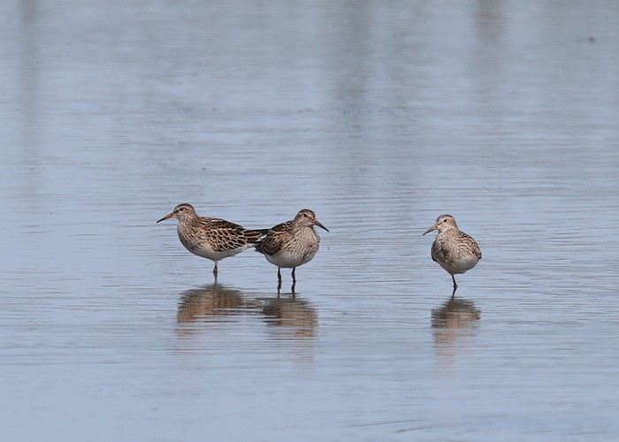 Pectoral Sandpiper
