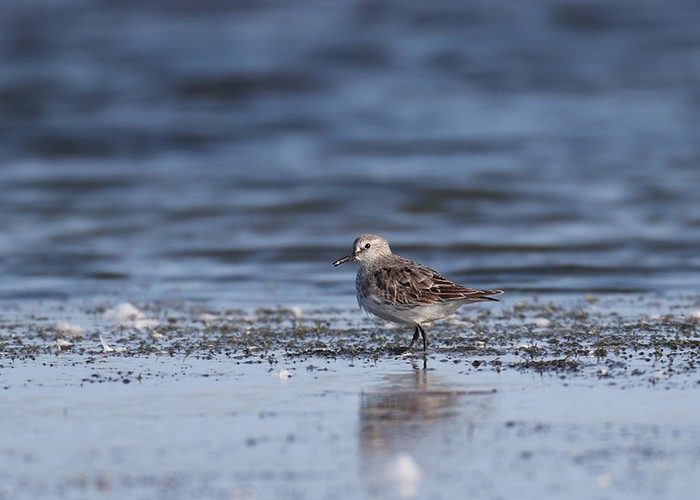 White-rumped Sandpiper