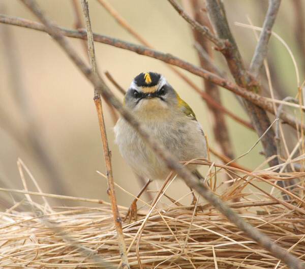 Firecrest
