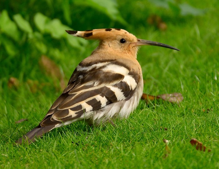 Hoopoe