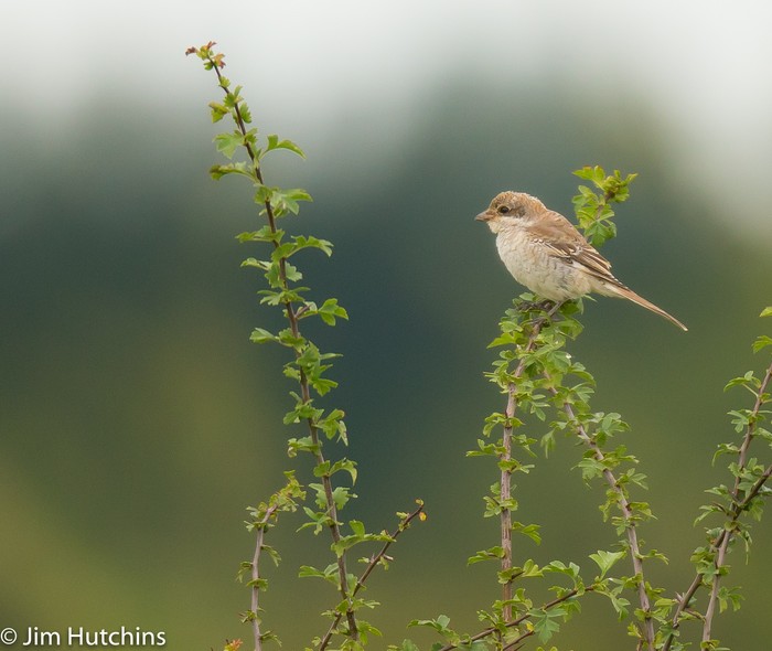 Woodchat Shrike