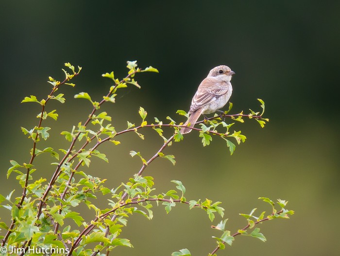 Woodchat Shrike