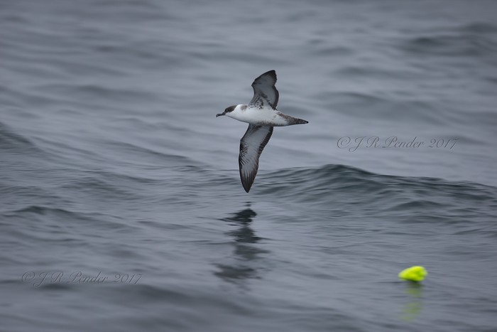 Great Shearwater
