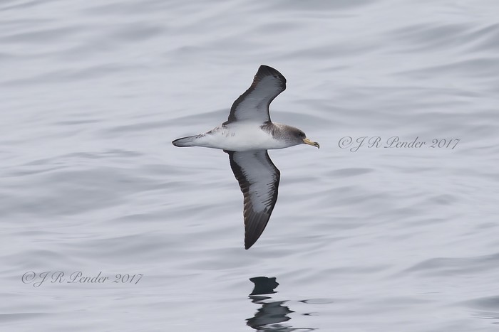 Cory's Shearwater