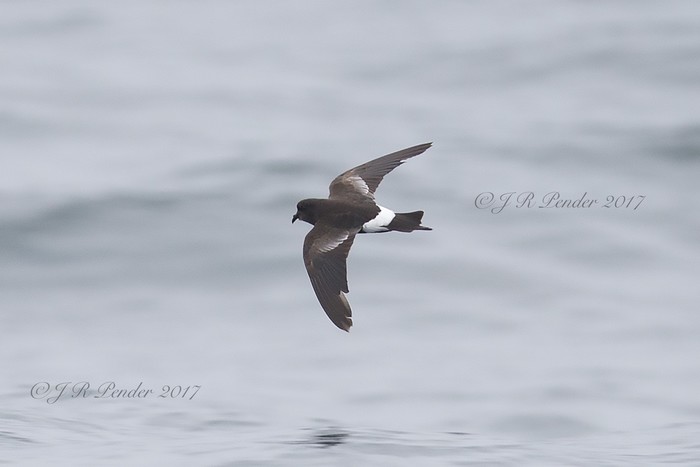 Wilson's Petrel