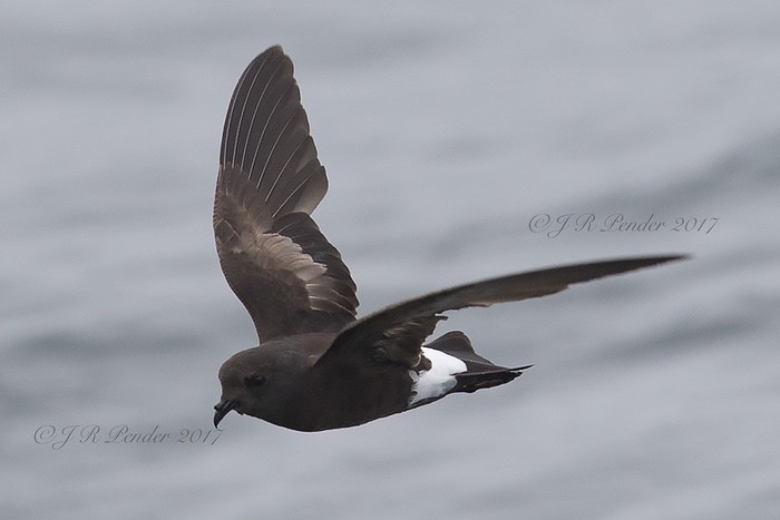 Wilson's Petrel