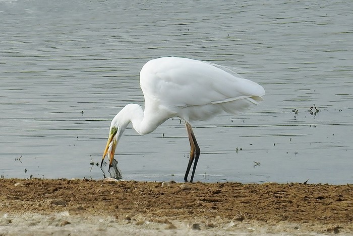 Great White Egret