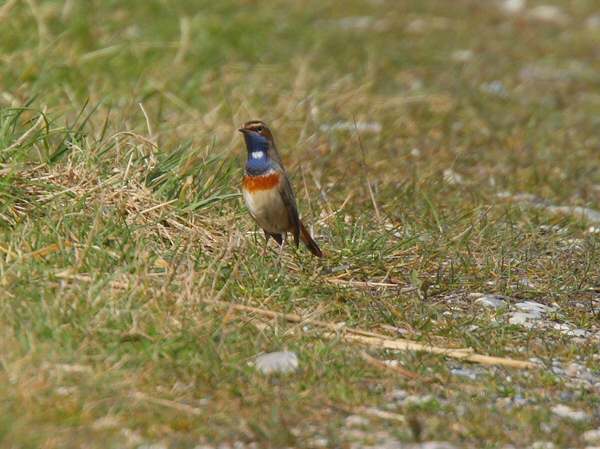 Bluethroat