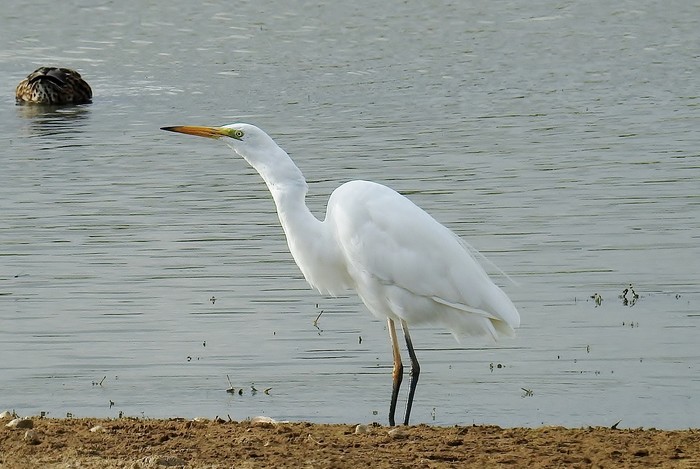 Great White Egret