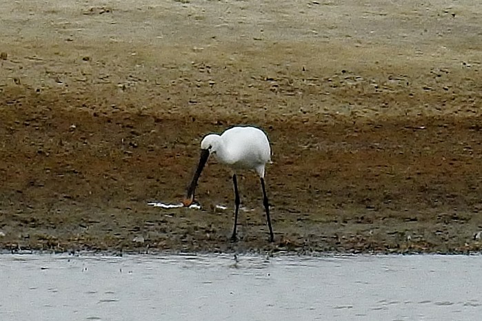 Spoonbill