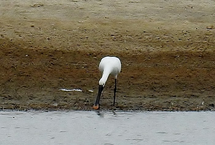 Spoonbill