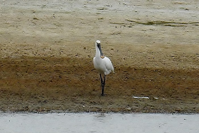 Spoonbill