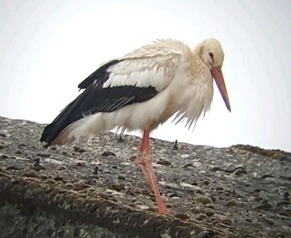 White Stork