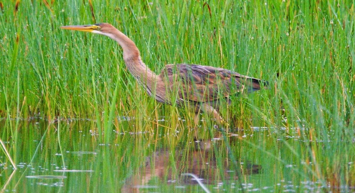 Purple Heron