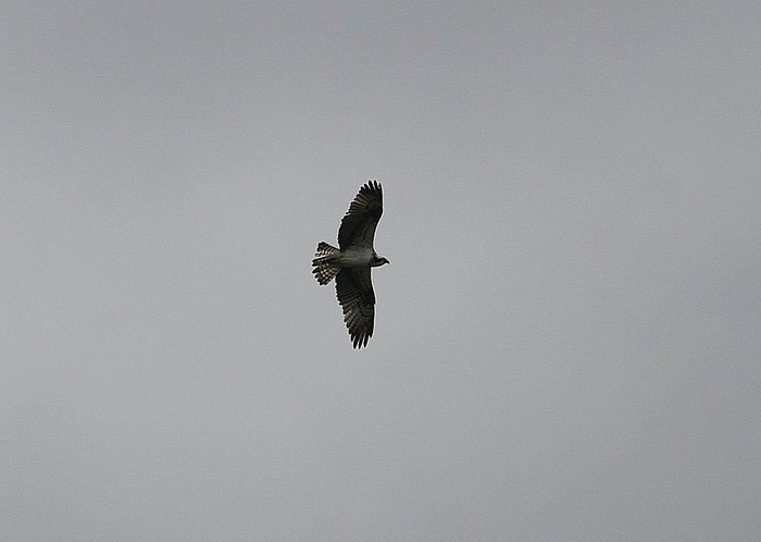 Osprey