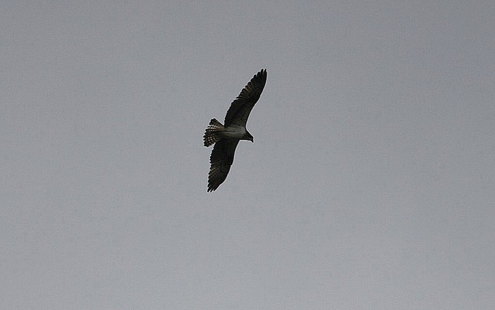 osprey