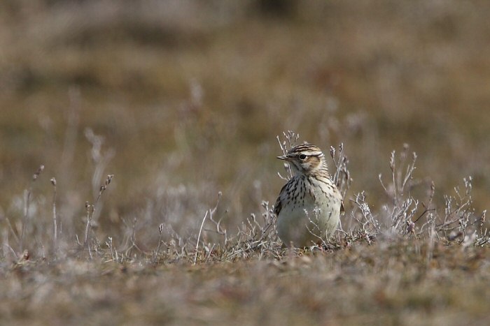 Woodlark