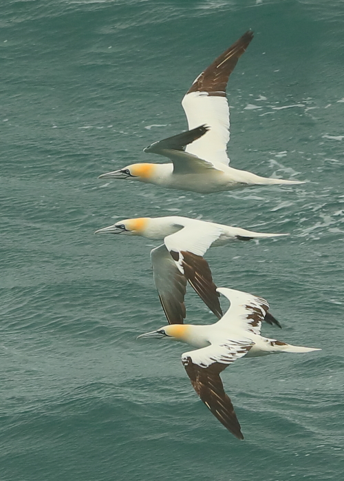 Gannet
