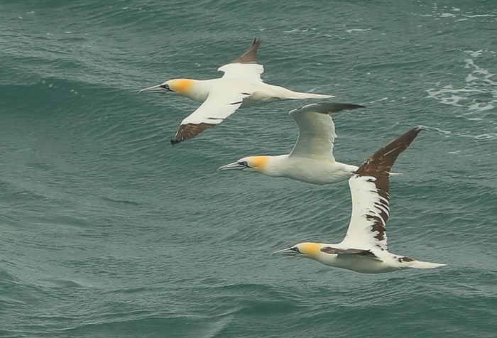Gannet