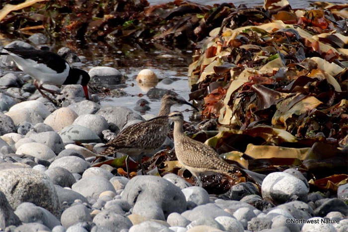 Hudsonian Whimbrel