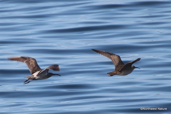 Hudsonian Whimbrel