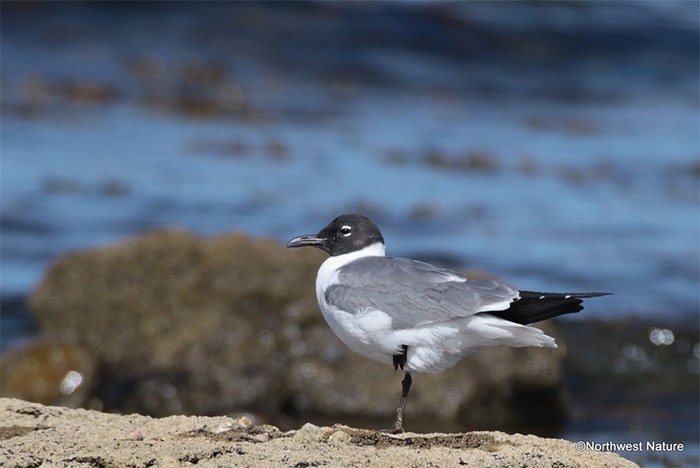 Laughing Gull