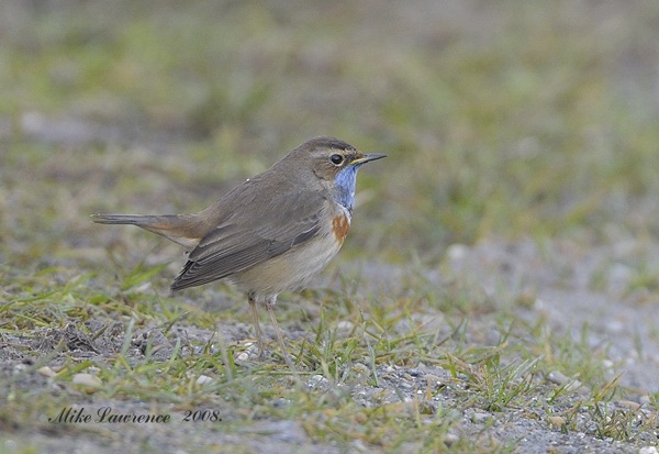 White-spotted Bluethroat