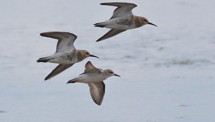 Semipalmated Sandpiper