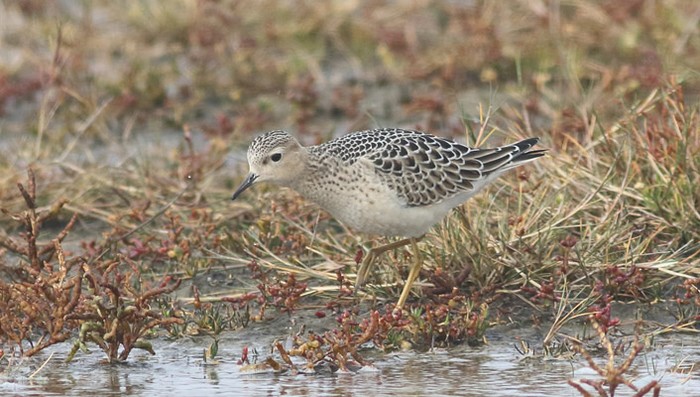 Buff-breasted Sandpiper
