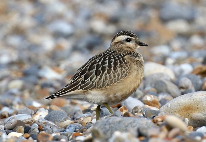 Dotterel