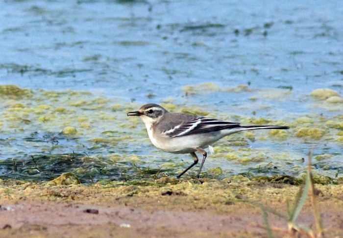 Citrine Wagtail
