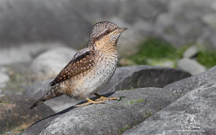 Wryneck