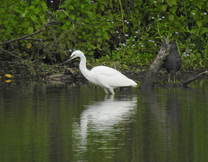 Little Egret