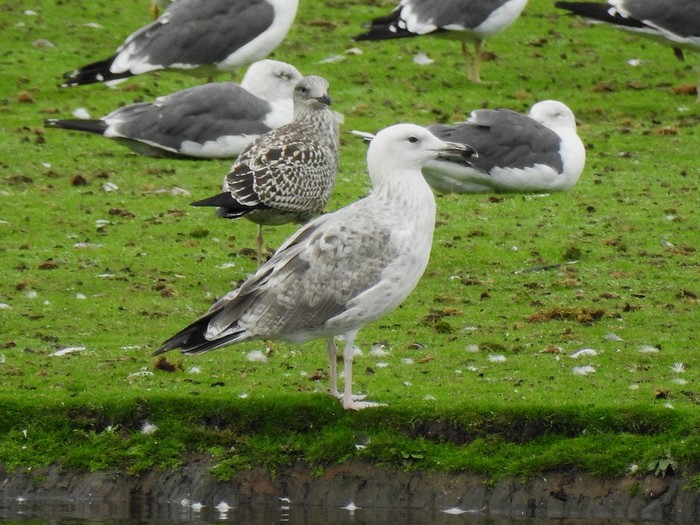 Caspian Gull