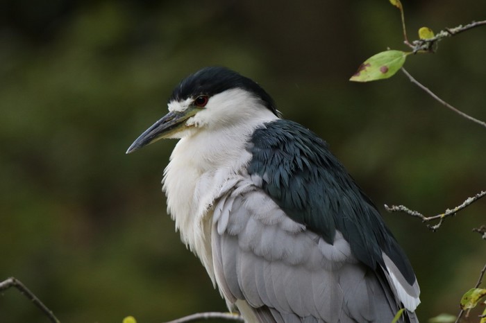 American Night Heron