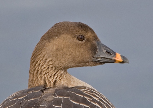 Tundra Bean Goose