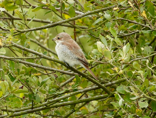 Red-backed Shrike
