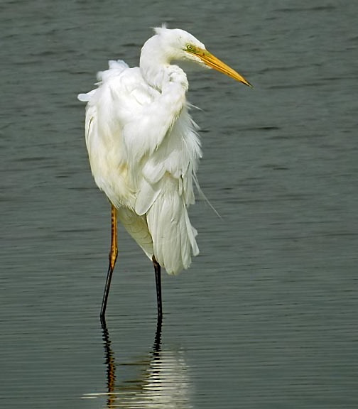 Great White Egret