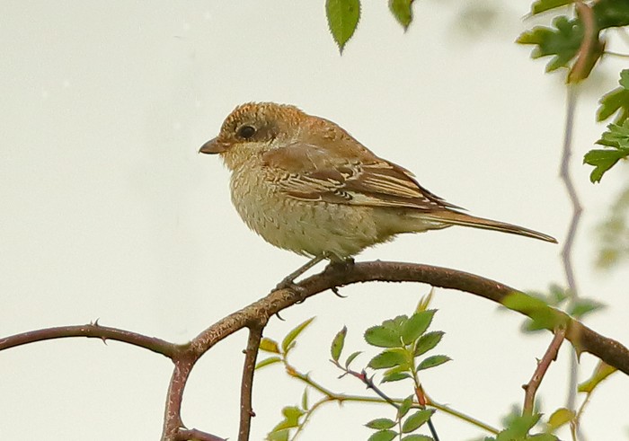 Woodchat Shrike