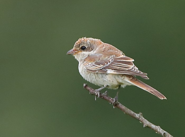 Woodchat Shrike