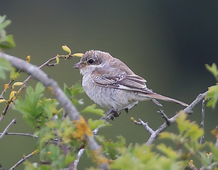 Woodchat Shrike