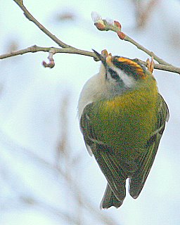 Firecrest