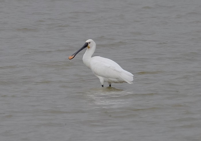 Spoonbill