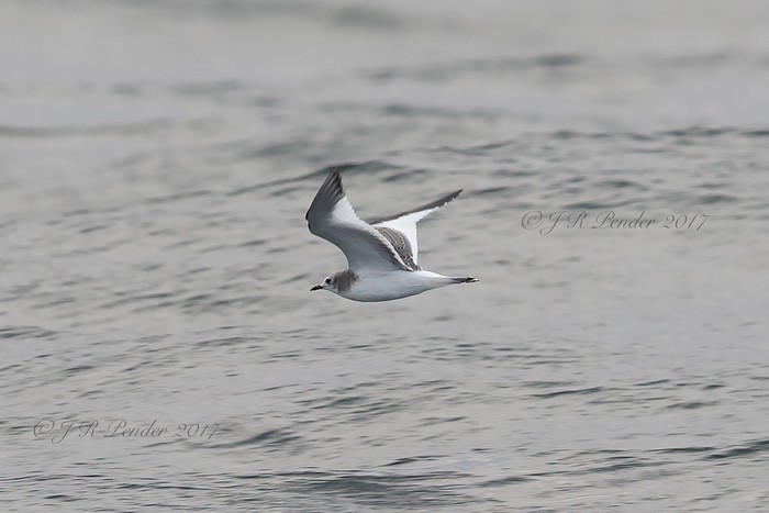 Sabine's Gull