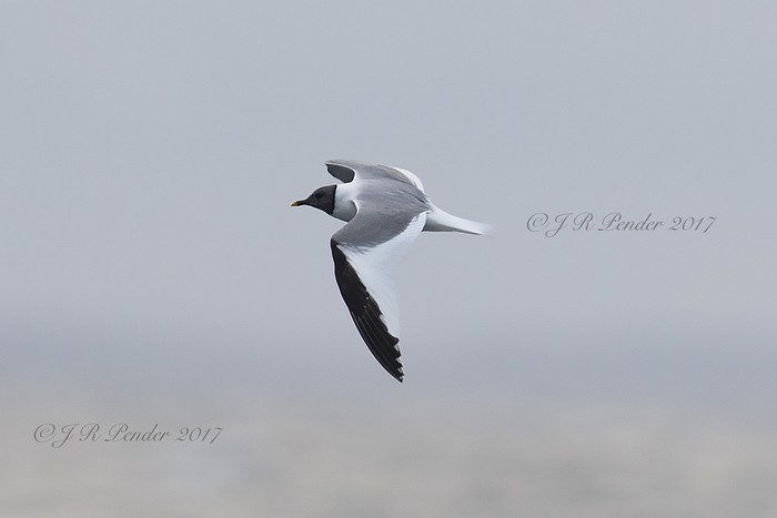 Sabine's Gull