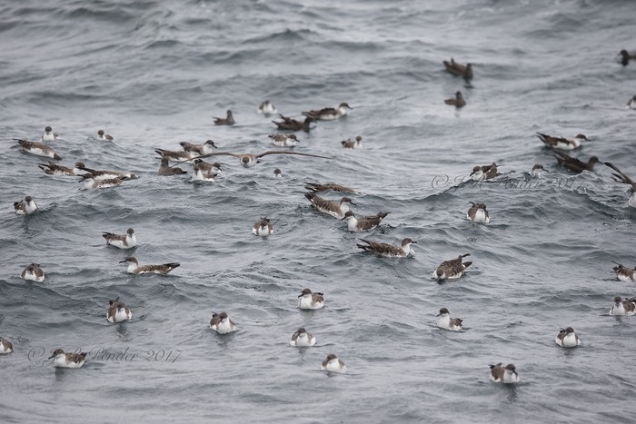 Great Shearwater