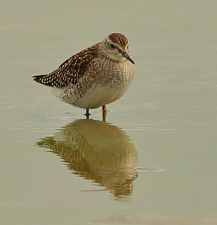 Wood Sandpiper
