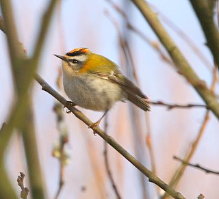 Firecrest